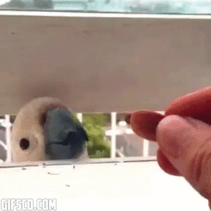 1.gif
