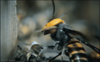 말벌입장 - 진삼국무쌍  꿀벌입장 - 보스 레이드.gif