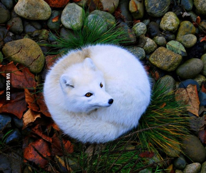 Just-a-white-fox-that-I-really-really-Want.jpg