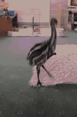 꺄아악_오빠_저_진짜_팬이에여111.gif