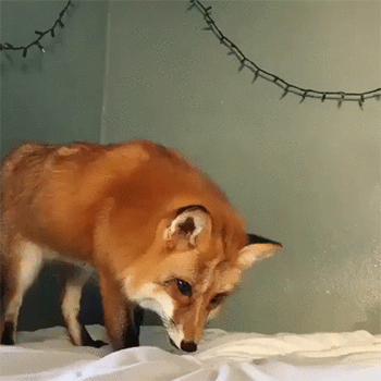 45664.gif