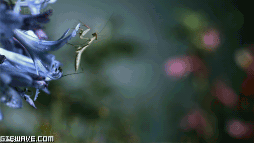 1205_animals-eating-hands-flying-frog.gif : ) ϴ .gif
