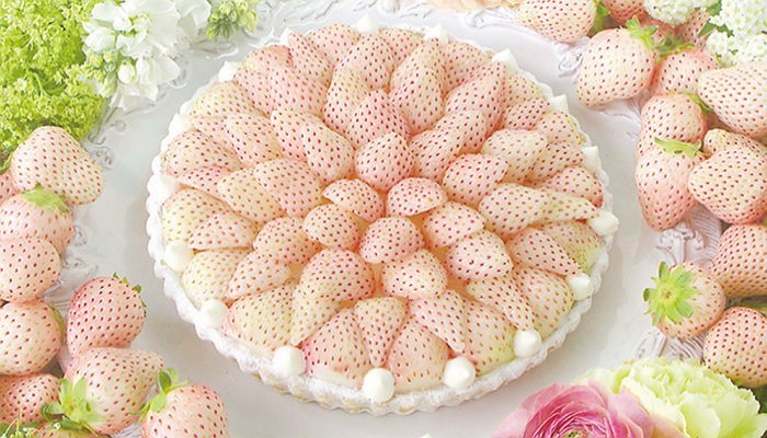 1462191177648.png : (혐오주의)생크림 케이크와 케미 돋는 화이트 딸기 등장
