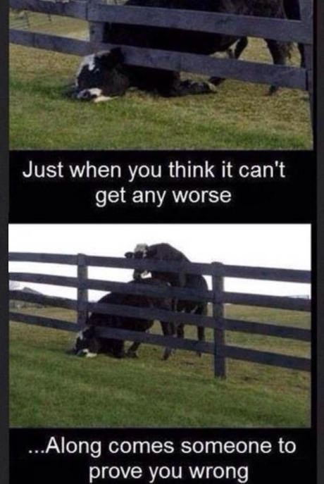 funny-picture-cow-stuck-worse.jpg