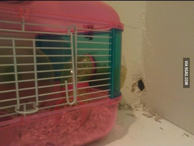 So-now-my-friend-must-explain-to-her-3-year-old-daughter-why-her-pet-hamster-wont-be-back.jpg : (9gag) 쇼생크 햄출
