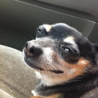 dog-face-meme-1