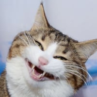 888