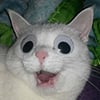 icon_31