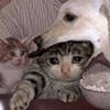 icon_47