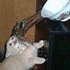 icon_44