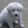 icon_41