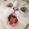 icon_1