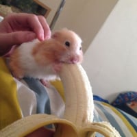 햄스터바나나