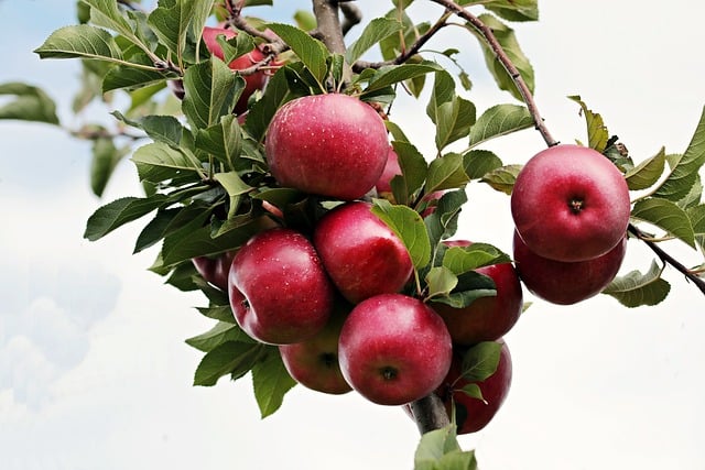 apples-2788599_640.jpg