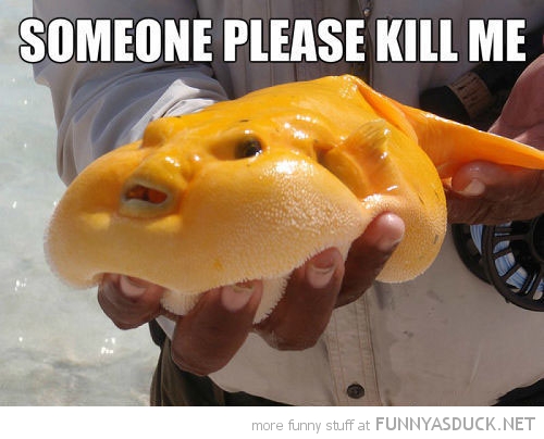 funny-pictures-blob-ugly-fish-please-kill-me.jpg : (스압) 죽...여...줘...