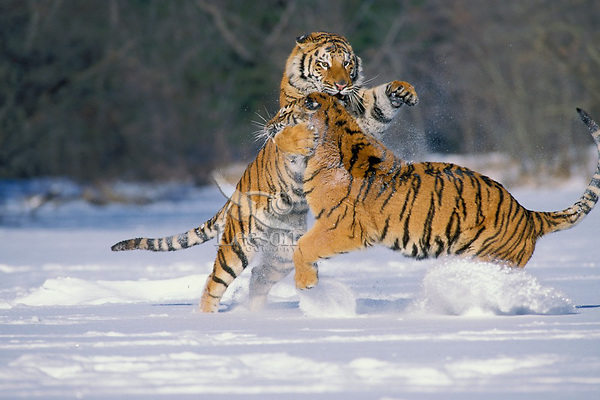 Panthera tigris altaica2.jpg