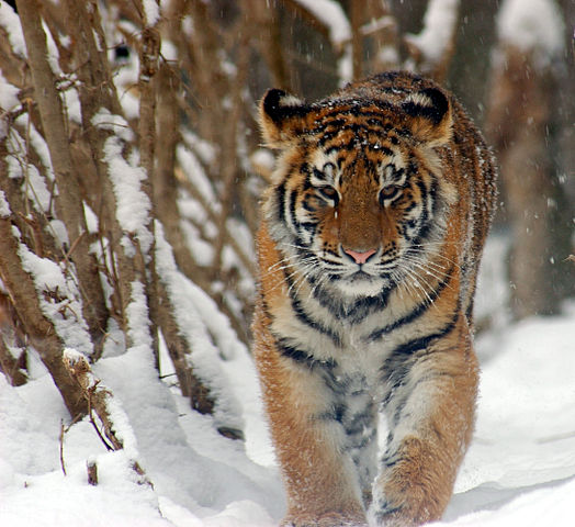 Panthera tigris altaica1.jpg