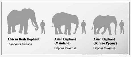 코끼리6.jpg