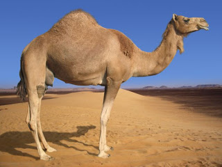 Camel1.jpg