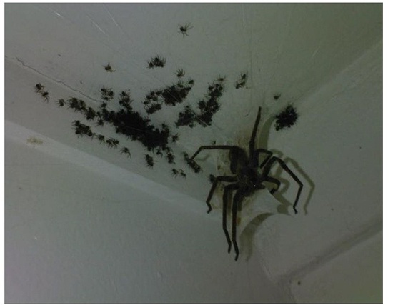 거미1.jpg